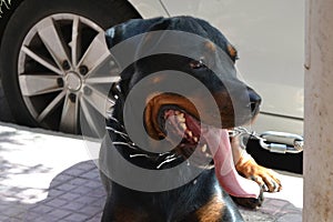 German Rottweiler Dog