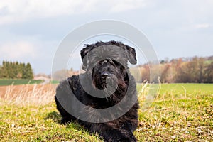 German Schnauzer, Deutscher Riesenschnauzer