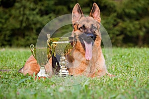 German Sheepdog