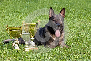 German Sheepdog