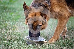 German sheepdog