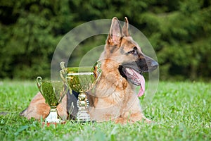 German Sheepdog