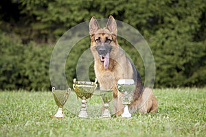 German Sheepdog with cups