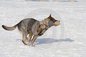 German Sheepdog running with aport