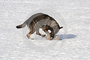 German Sheepdog running with aport
