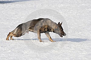 German Sheepdog running with aport