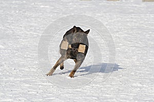 German Sheepdog running with aport