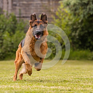German sheepherd runs 1