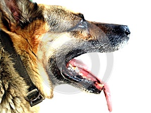 German Shep