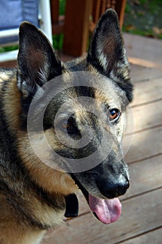 German Shepard