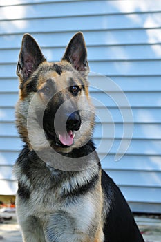 German Shepard photo