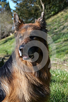 German Shepard