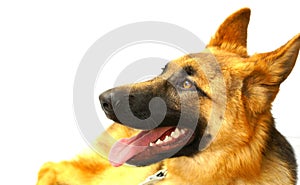 German Shepard