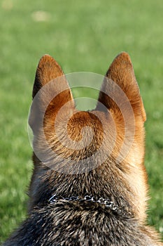 German Shepard back of head ears vertical