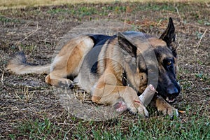 German shepard with a bone photo