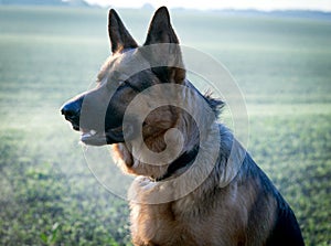 German shepard