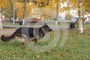 German shepard dog