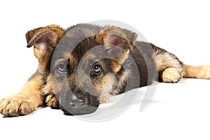 German shepard dog
