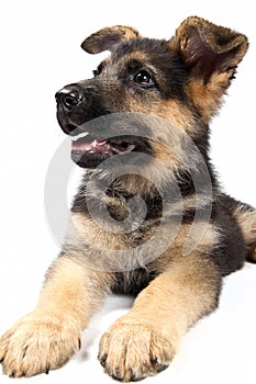 German shepard dog