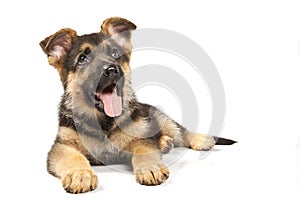 German shepard dog