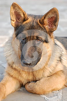 German Shepard Dog