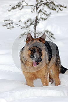 German Shepard Dog