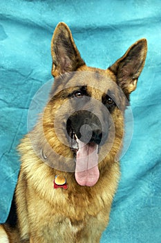 German Shepard dog against blue background with mouth open panting