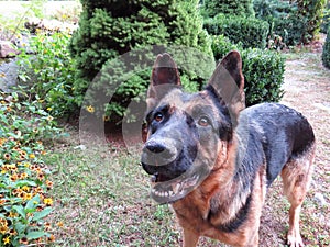 German Shepard Dog Detail Look Beautiful Clever Smart Head