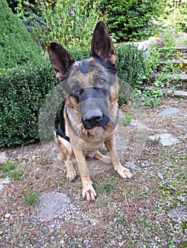 German Shepard Dog Detail Look Beautiful Clever Smart Head