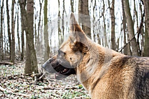 German shepard dog in forest wilderness