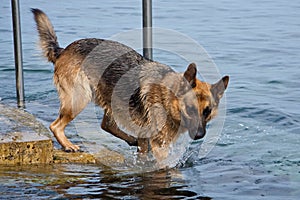 German Shepard dog jumping in to sea