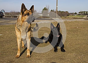 German shepard dog