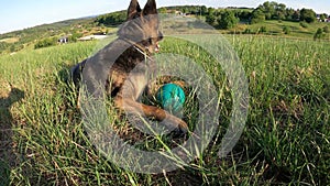 German Shepard Dog play and catch a ball