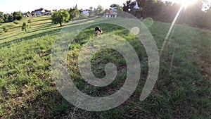 German Shepard Dog play and catch a ball