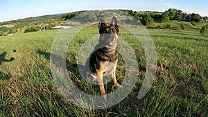 German Shepard Dog play and catch a ball