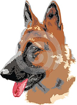 German shepard dog portrait