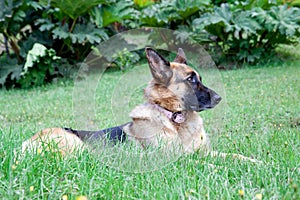 German Shepard dog profile