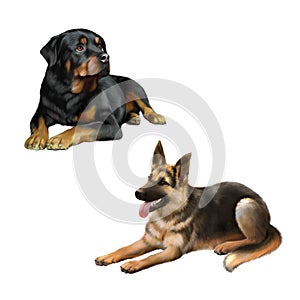 German shepard dog and Rottweiler laying down