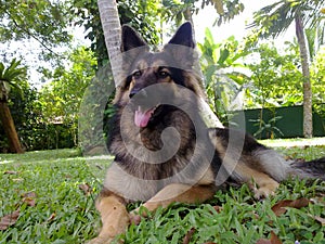 German shepard Dog in sri lanka