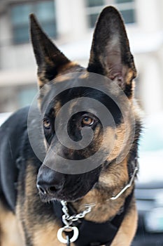 A German Shepard Dog Stands Proudly with a Soft Rural Background.