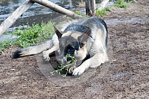 German Shepard with flower