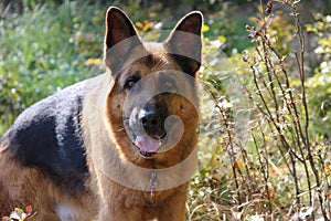 German shepard