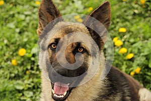 German shepard