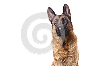 German shepard isolated on white photo