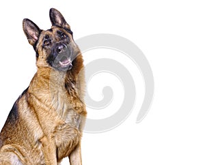 German shepard isolated on white