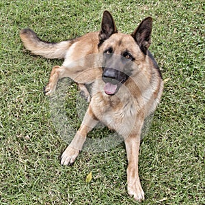 German Shepard photo