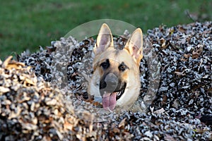 German Shepard in a Leaf pile with his tongue out