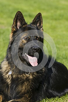 German Shepard Long Hair Portrait