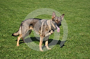 German shepard on a meadow