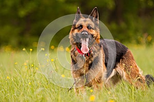 German Shepard photo